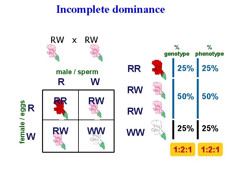 Incomplete dominance RW x RW male / sperm female / eggs R R W