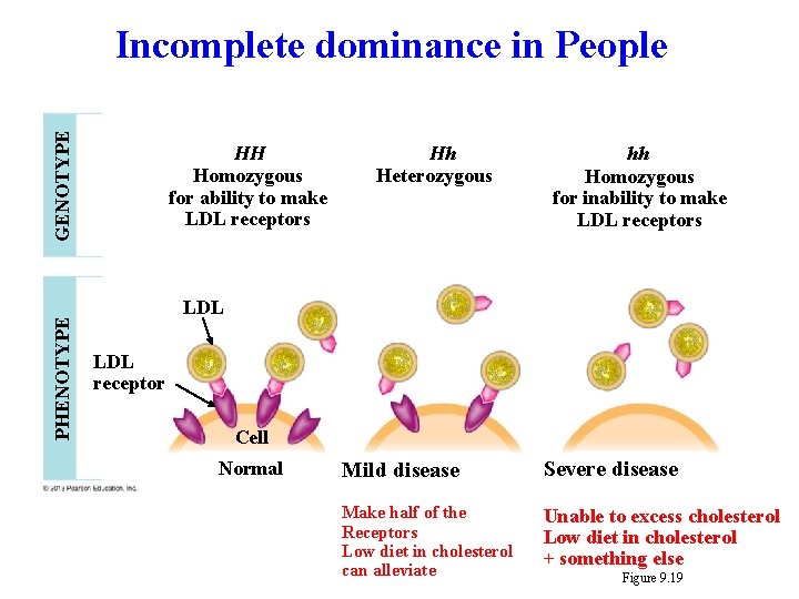 PHENOTYPE GENOTYPE Incomplete dominance in People HH Homozygous for ability to make LDL receptors