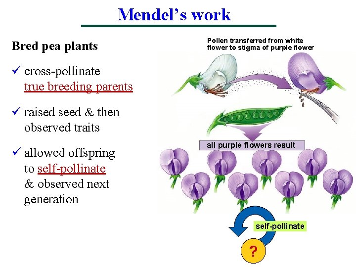 Mendel’s work Bred pea plants Pollen transferred from white flower to stigma of purple