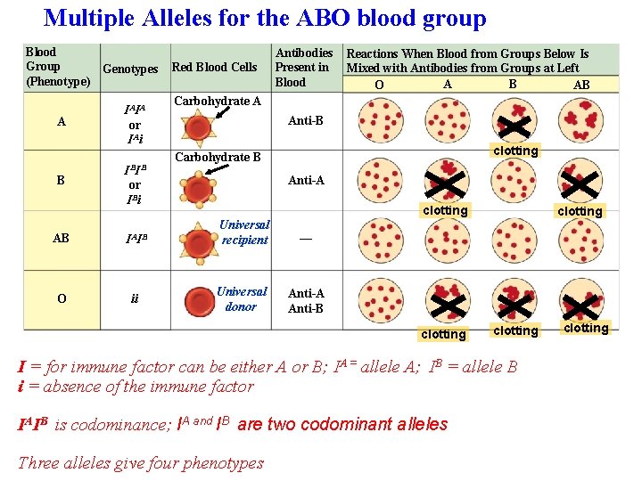 Multiple Alleles for the ABO blood group Blood Group Genotypes (Phenotype) A B IAIA