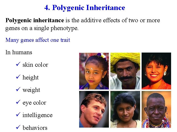 4. Polygenic Inheritance Polygenic inheritance is the additive effects of two or more genes