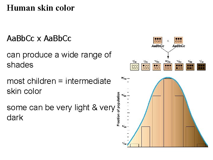 Human skin color Aa. Bb. Cc x Aa. Bb. Cc can produce a wide