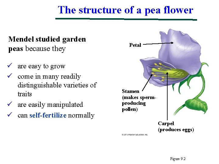 The structure of a pea flower Mendel studied garden peas because they ü are