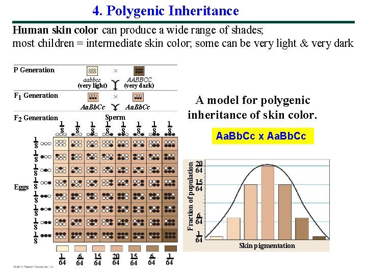 4. Polygenic Inheritance Human skin color can produce a wide range of shades; most