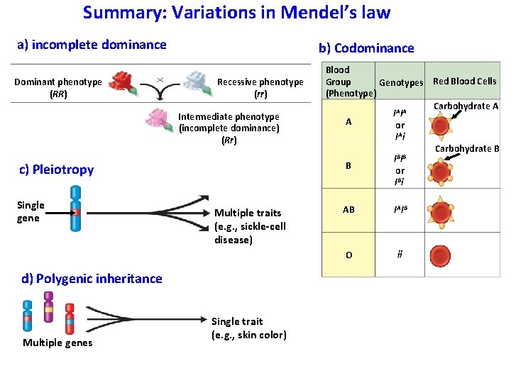 Summary: Variations in Mendel’s law a) incomplete dominance Dominant phenotype (RR) b) Codominance Recessive