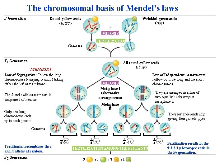 The chromosomal basis of Mendel's laws P Generation Round-yellow seeds (RRYY) r y Y