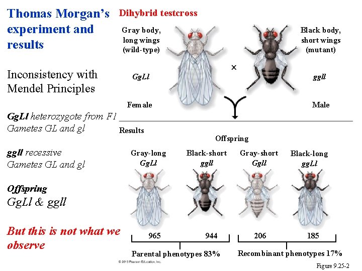 Thomas Morgan’s experiment and results Dihybrid testcross Inconsistency with Mendel Principles Gray body, long