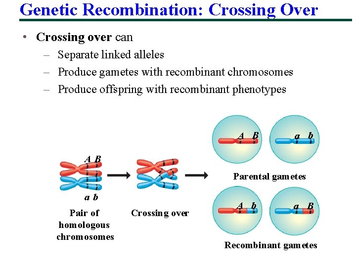 Genetic Recombination: Crossing Over • Crossing over can – Separate linked alleles – Produce