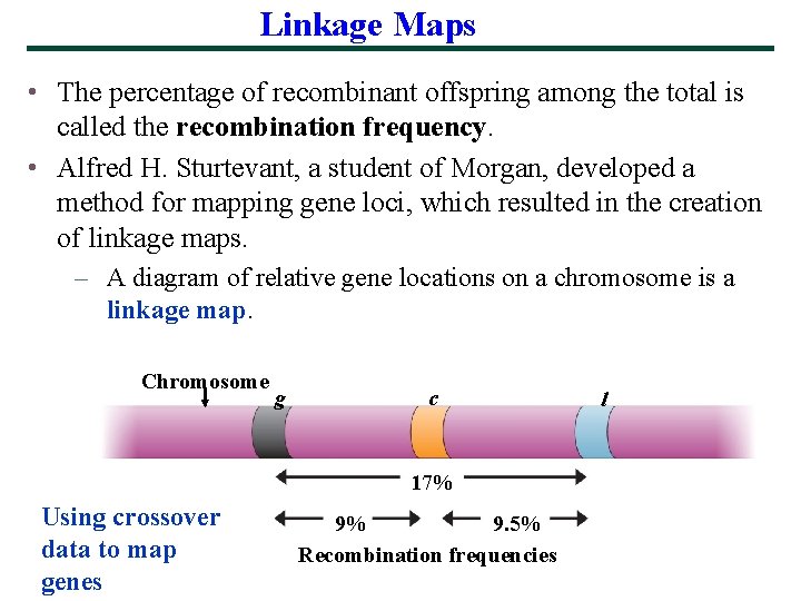 Linkage Maps • The percentage of recombinant offspring among the total is called the