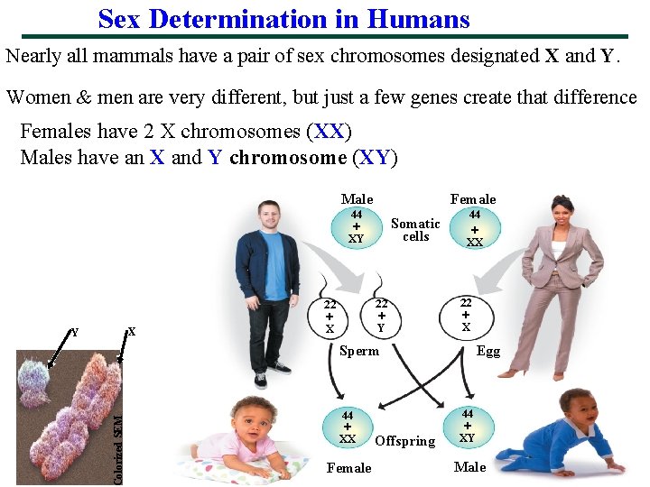 Sex Determination in Humans Nearly all mammals have a pair of sex chromosomes designated