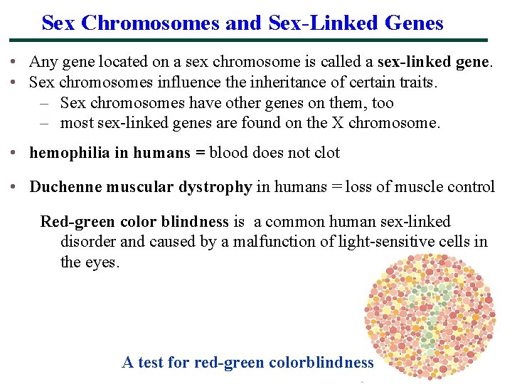 Sex Chromosomes and Sex-Linked Genes • Any gene located on a sex chromosome is