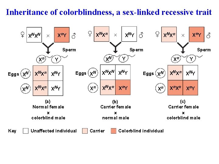 Inheritance of colorblindness, a sex-linked recessive trait XNXN XNXn Xn Y XNY Sperm Xn