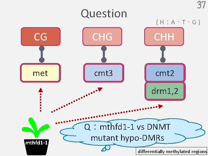 1 Mthfd 1 Controls Dna Methylation In Arabidopsis