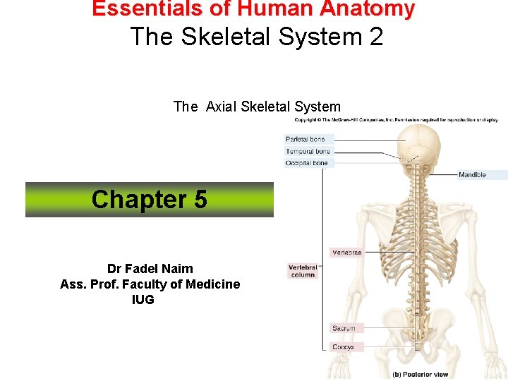 Essentials of Human Anatomy The Skeletal System 2 The Axial Skeletal System Chapter 5 Essentials of Human Anatomy The Skeletal System 2 The Axial Skeletal System Chapter 5