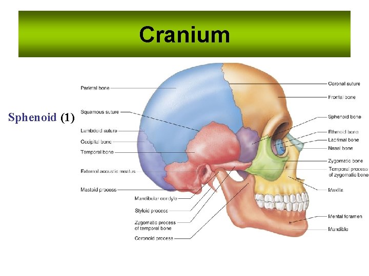 Cranium Sphenoid (1) Cranium Sphenoid (1)