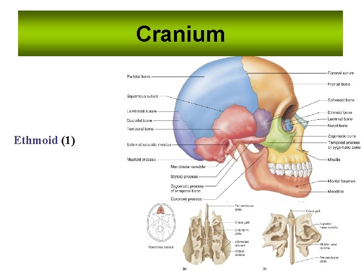 Cranium Ethmoid (1) Cranium Ethmoid (1)