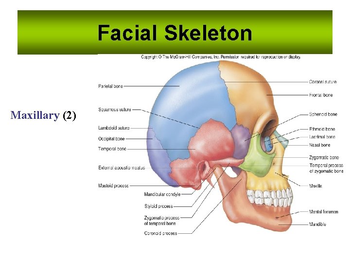 Facial Skeleton Maxillary (2) Facial Skeleton Maxillary (2)