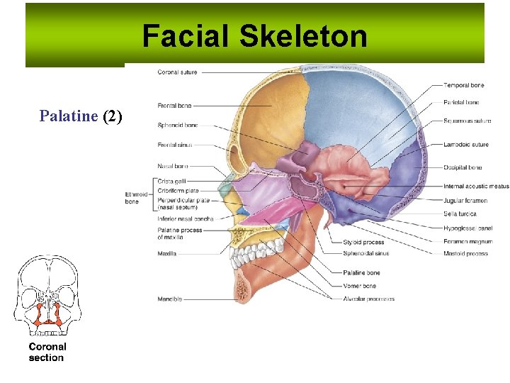 Facial Skeleton Palatine (2) Facial Skeleton Palatine (2)