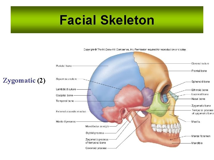 Facial Skeleton Zygomatic (2) Facial Skeleton Zygomatic (2)