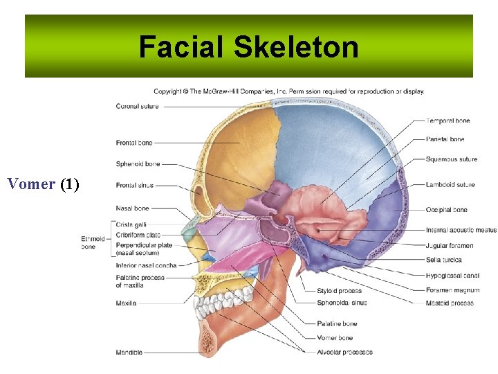 Facial Skeleton Vomer (1) Facial Skeleton Vomer (1)