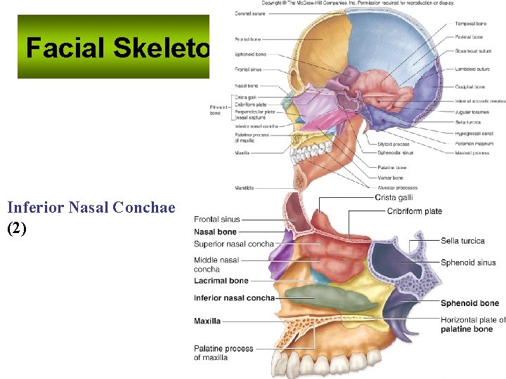 Facial Skeleton Inferior Nasal Conchae (2) Facial Skeleton Inferior Nasal Conchae (2)