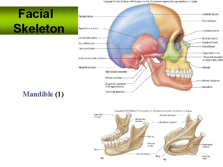 Facial Skeleton Mandible (1) Facial Skeleton Mandible (1)