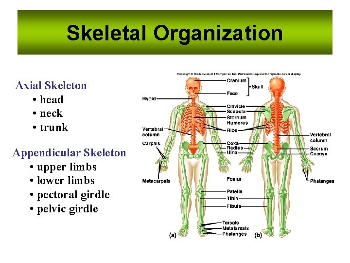 Skeletal Organization Axial Skeleton • head • neck • trunk Appendicular Skeleton • upper Skeletal Organization Axial Skeleton • head • neck • trunk Appendicular Skeleton • upper