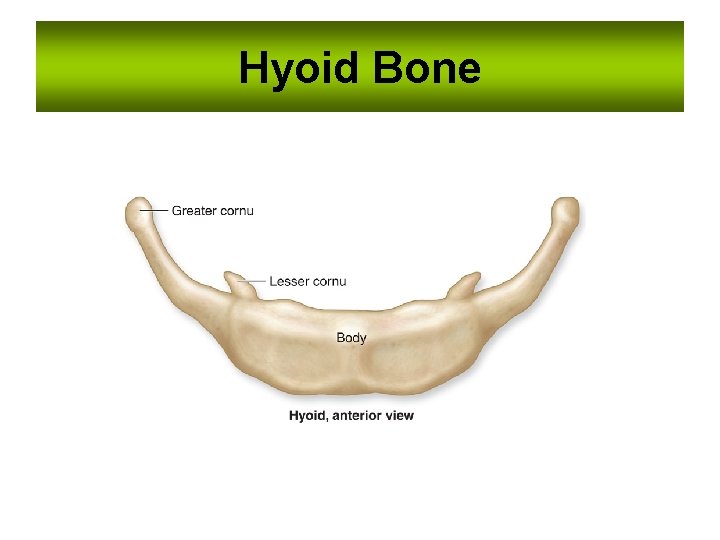 Essentials of Human Anatomy The Skeletal System 2