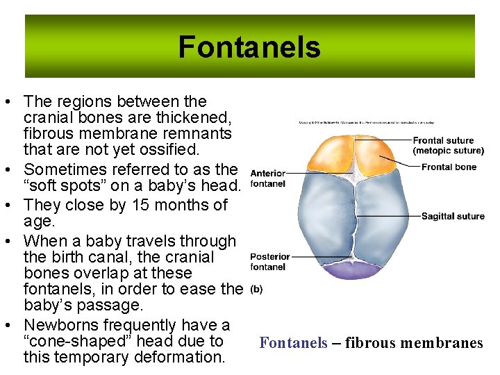 Fontanels • The regions between the cranial bones are thickened, fibrous membrane remnants that Fontanels • The regions between the cranial bones are thickened, fibrous membrane remnants that