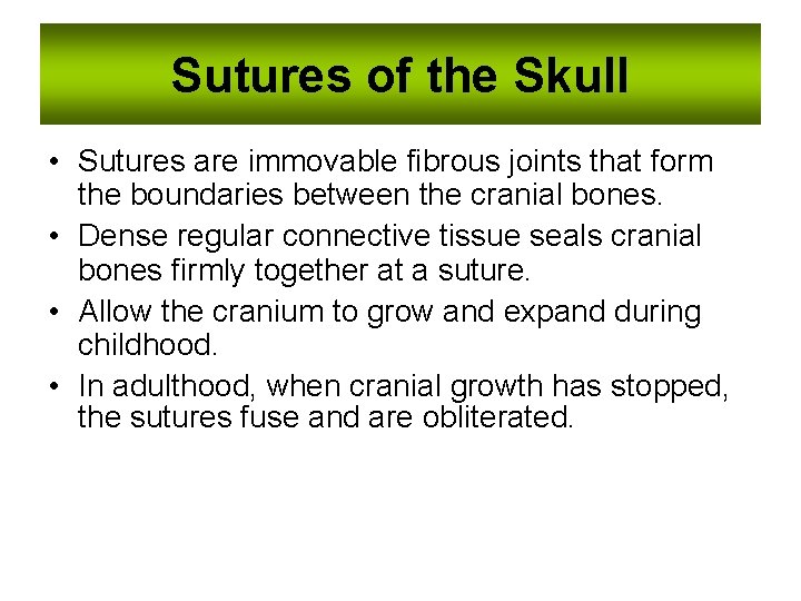 Sutures of the Skull • Sutures are immovable fibrous joints that form the boundaries Sutures of the Skull • Sutures are immovable fibrous joints that form the boundaries