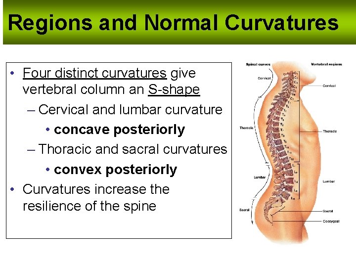 Regions and Normal Curvatures • Four distinct curvatures give vertebral column an S-shape – Regions and Normal Curvatures • Four distinct curvatures give vertebral column an S-shape –