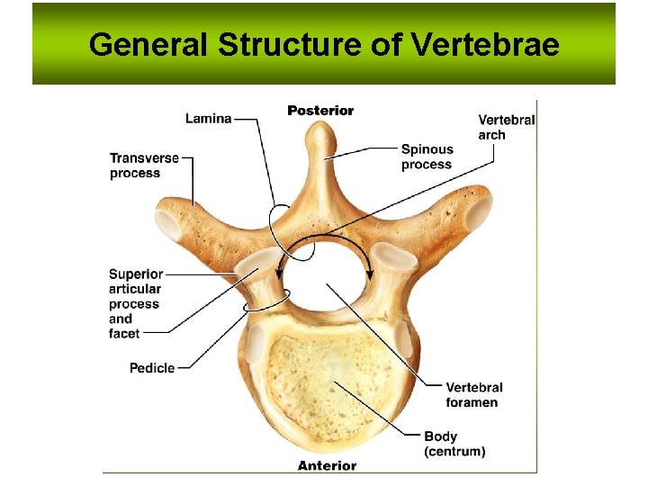 General Structure of Vertebrae General Structure of Vertebrae