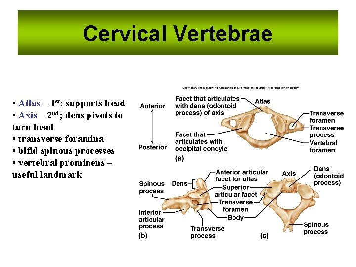 Cervical Vertebrae • Atlas – 1 st; supports head • Axis – 2 nd; Cervical Vertebrae • Atlas – 1 st; supports head • Axis – 2 nd;