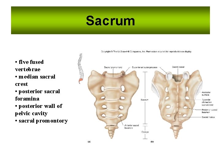 Sacrum • five fused vertebrae • median sacral crest • posterior sacral foramina • Sacrum • five fused vertebrae • median sacral crest • posterior sacral foramina •