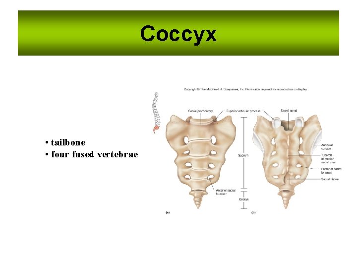Coccyx • tailbone • four fused vertebrae Coccyx • tailbone • four fused vertebrae