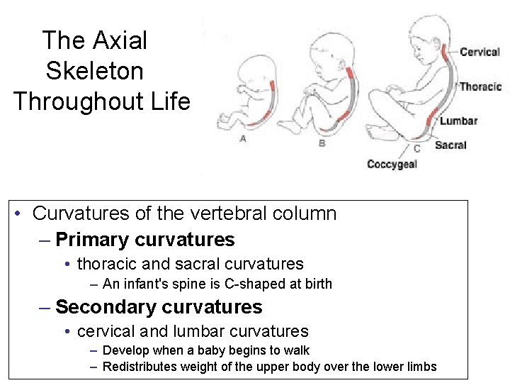 The Axial Skeleton Throughout Life • Curvatures of the vertebral column – Primary curvatures The Axial Skeleton Throughout Life • Curvatures of the vertebral column – Primary curvatures