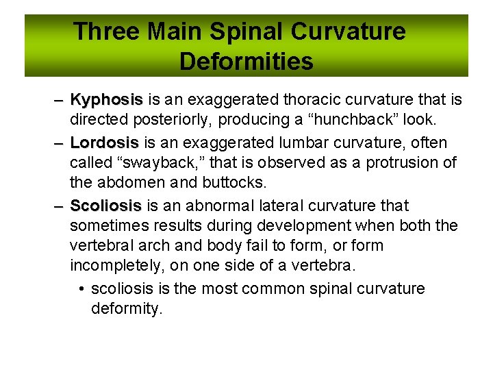 Three Main Spinal Curvature Deformities – Kyphosis is an exaggerated thoracic curvature that is Three Main Spinal Curvature Deformities – Kyphosis is an exaggerated thoracic curvature that is