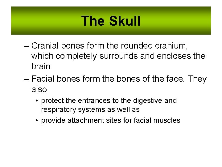 The Skull – Cranial bones form the rounded cranium, which completely surrounds and encloses The Skull – Cranial bones form the rounded cranium, which completely surrounds and encloses