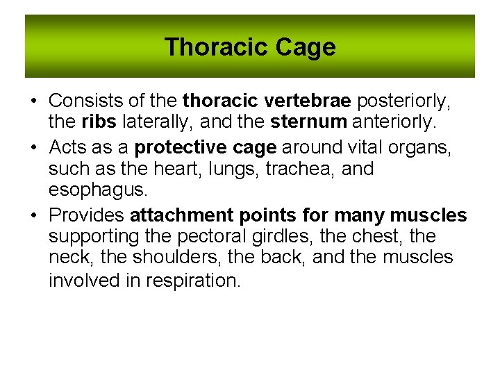 Thoracic Cage • Consists of the thoracic vertebrae posteriorly, the ribs laterally, and the Thoracic Cage • Consists of the thoracic vertebrae posteriorly, the ribs laterally, and the
