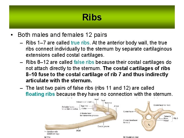 Ribs • Both males and females 12 pairs – Ribs 1– 7 are called Ribs • Both males and females 12 pairs – Ribs 1– 7 are called