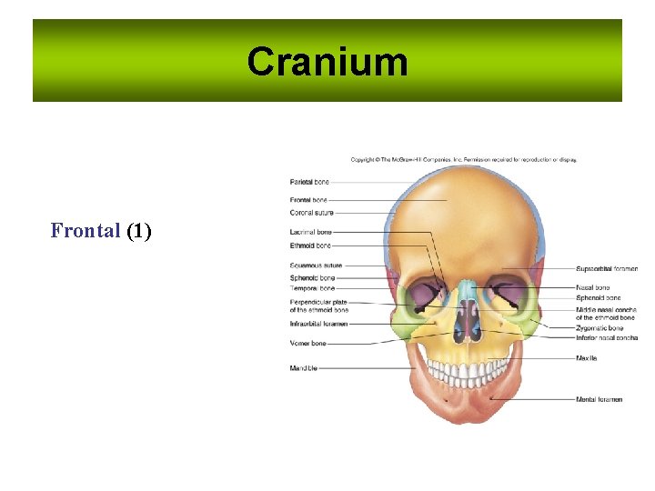 Cranium Frontal (1) Cranium Frontal (1)