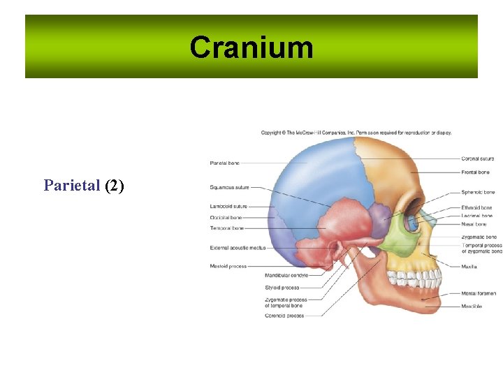 Cranium Parietal (2) Cranium Parietal (2)