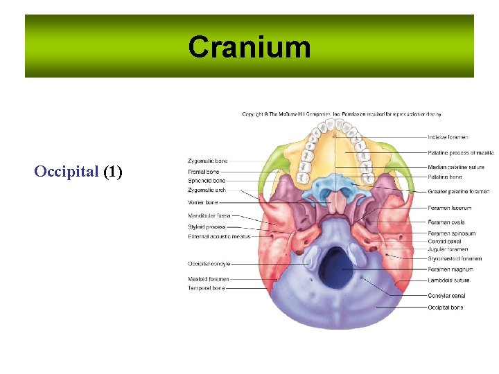 Cranium Occipital (1) Cranium Occipital (1)