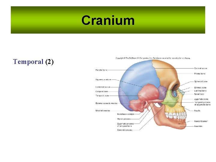 Cranium Temporal (2) Cranium Temporal (2)