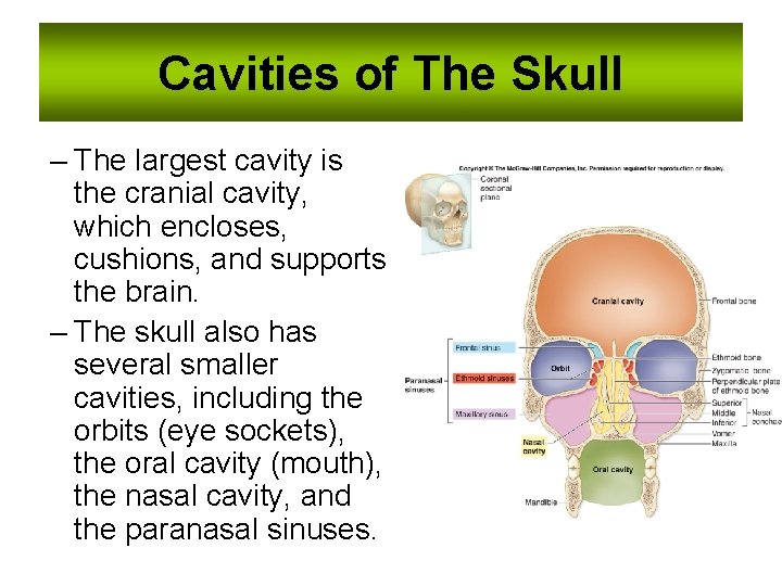 Cavities of The Skull – The largest cavity is the cranial cavity, which encloses, Cavities of The Skull – The largest cavity is the cranial cavity, which encloses,
