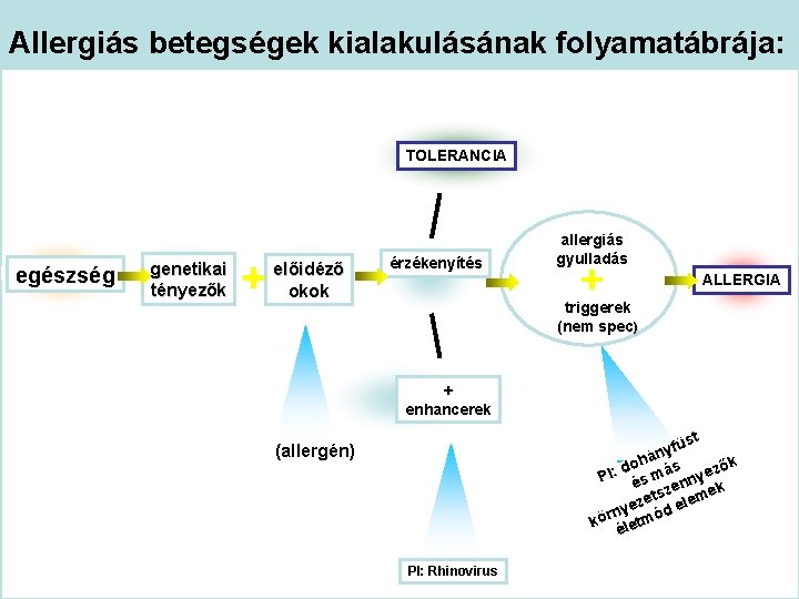 Allergiás betegségek kialakulásának folyamatábrája: TOLERANCIA egészség genetikai tényezők előidéző okok érzékenyítés allergiás gyulladás ALLERGIA