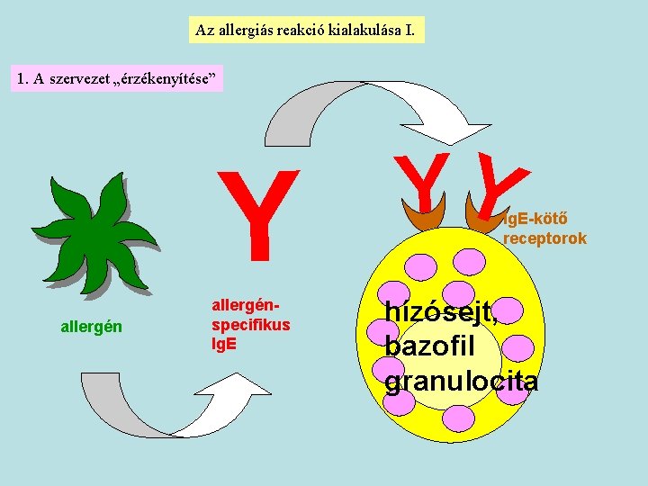 Az allergiás reakció kialakulása I. 1. A szervezet „érzékenyítése” Y allergénspecifikus Ig. E YY