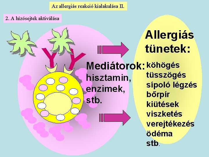 Az allergiás reakció kialakulása II. 2. A hízósejtek aktiválása YY Allergiás tünetek: Mediátorok: köhögés