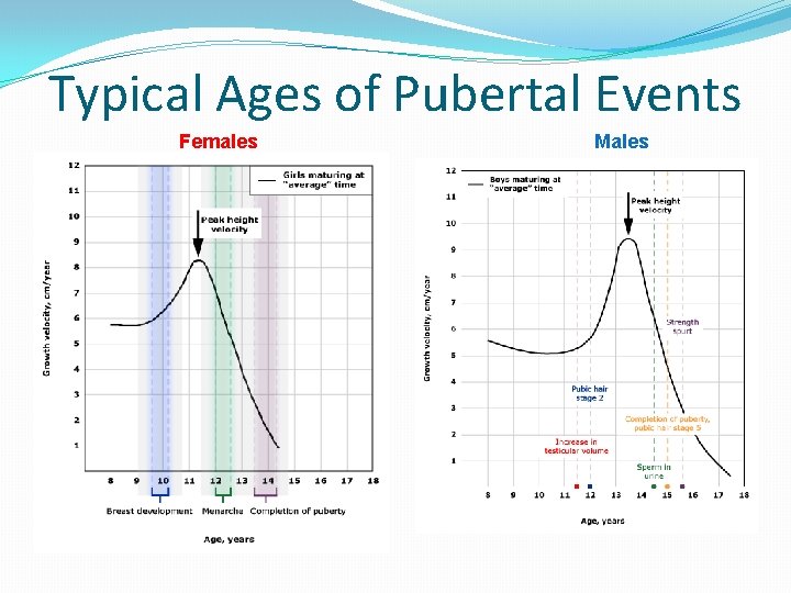 Typical Ages of Pubertal Events Females Males Typical Ages of Pubertal Events Females Males