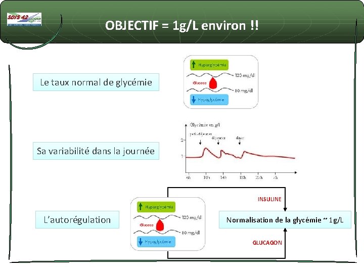 OBJECTIF = 1 g/L environ !! Le taux normal de glycémie Sa variabilité dans